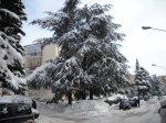 Alberi innevati
